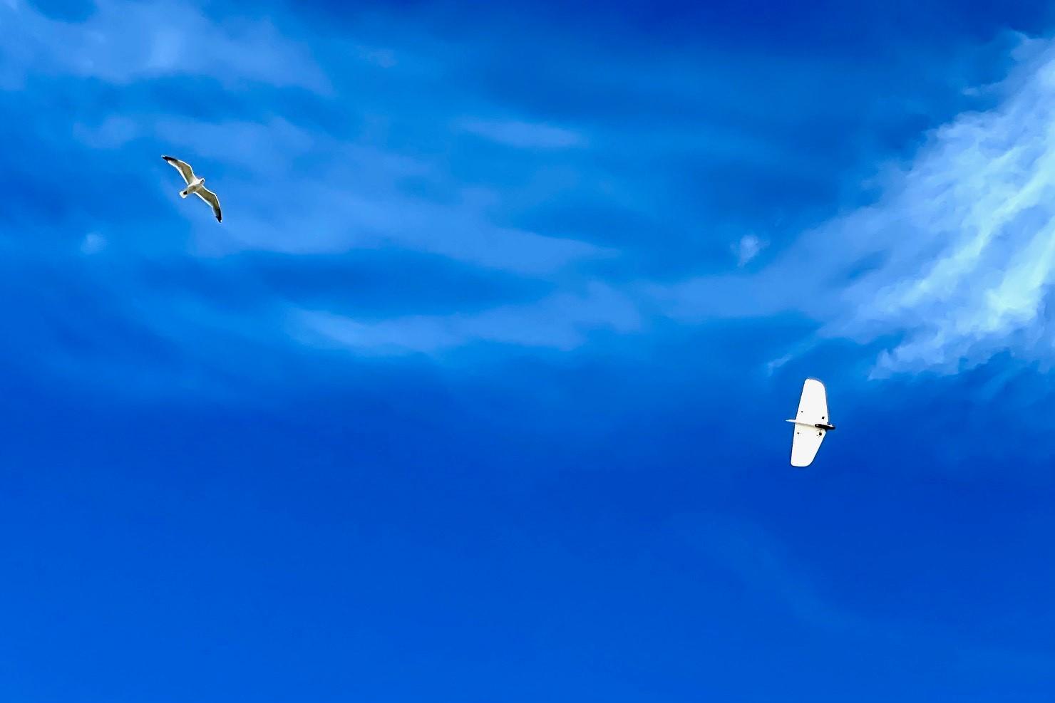 weasel rc glider